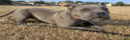 American Bully dogs for sale: 7 month Old Pocket Bully - Advert 11
