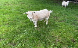 Goats livestock for sale: 4x Pygmy Goats for sale, 2 Nanny’s and 2 Wether’s - Image 4