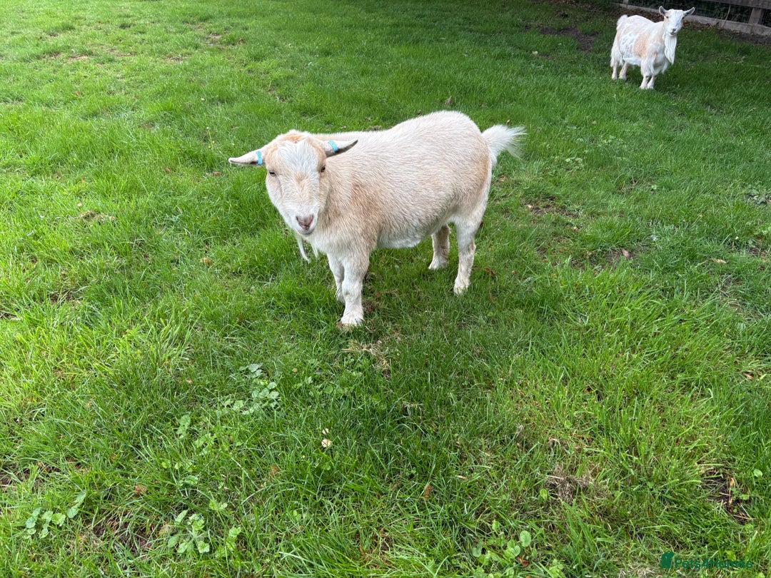 Goats livestock for sale: 4x Pygmy Goats for sale, 2 Nanny’s and 2 Wether’s - Image 4