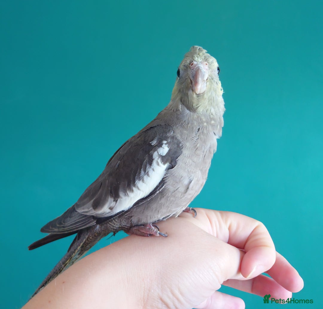 Cockatiels birds for sale: Hand reared semi tame DNA sexed baby cockatiel  in Worthing - Image 24