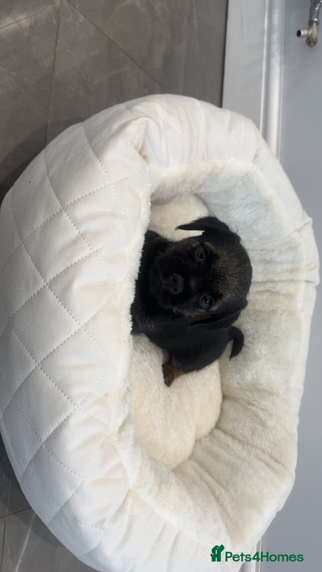 Border Terrier dogs for sale: Stunning litter of 4 boarder terrier puppies - Image 3