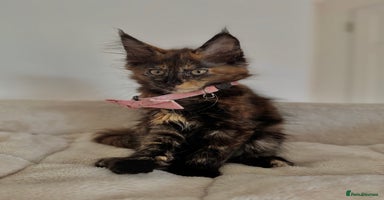 Maine Coon cats - Advert 10
