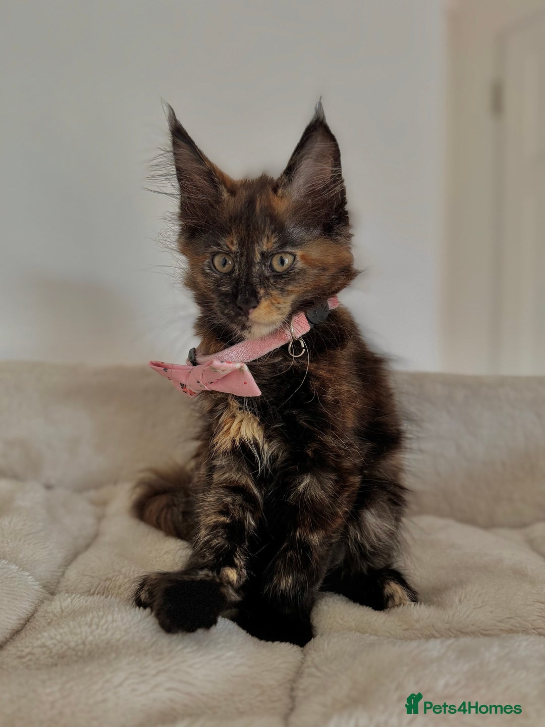 Maine Coon cats for sale: Mainecoon kittens  - Image 2
