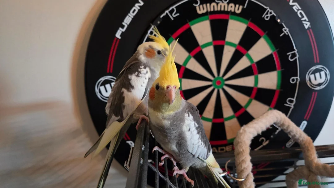 Cockatiels birds for sale: Hand tamed 2 baby cockatiels available  - Advert 2