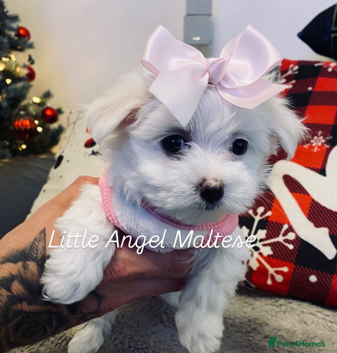 Maltese dogs for sale: ✨ Outstanding KC half-Korean Maltese Puppies ✨ - Advert 23