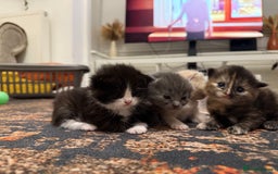 Scottish Fold cats for sale: Kittens. Scottish fold - Image 7