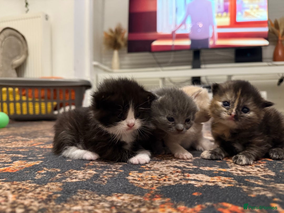 Scottish Fold cats for sale: Kittens. Scottish fold - Image 7