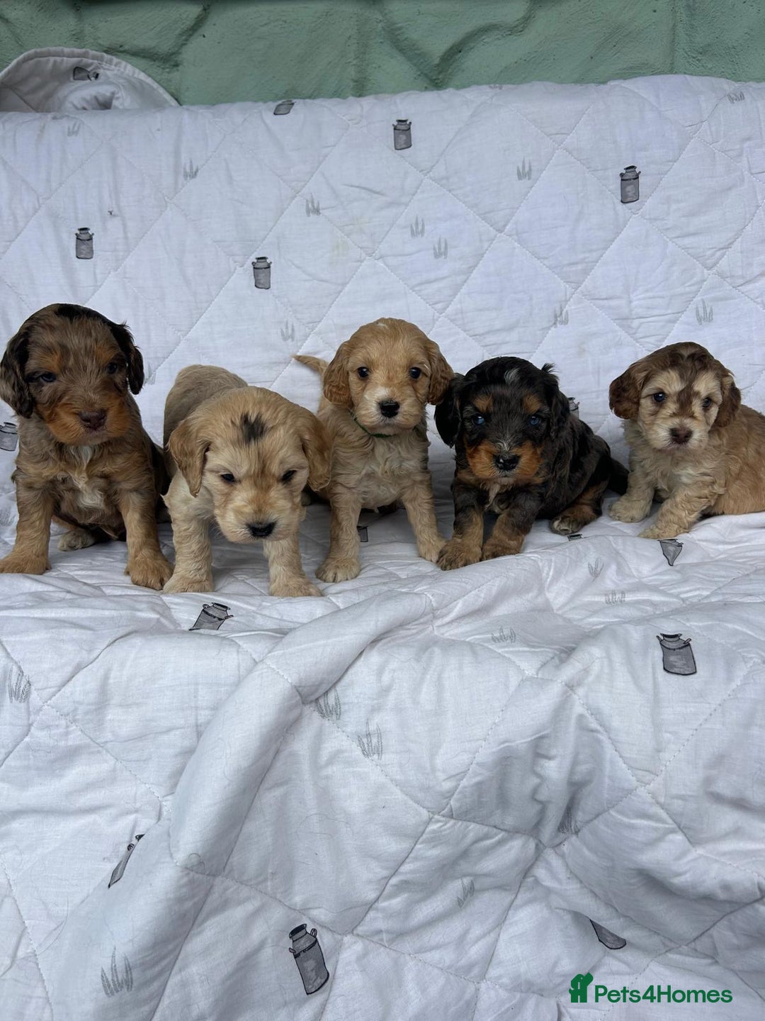 Cockapoo dogs for sale: Cockapoo puppies beautiful colours  - Image 12