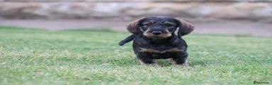 Dachshund 2