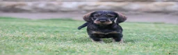 Dachshund dogs for sale: Wirehaired Dachshund pup - Advert 3