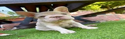 French Bulldog dogs for sale: She was my keeper. STUNNING French Bulldog Girl - Advert 12