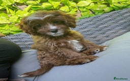 Cavapoo dogs for sale: Beautiful female cava poo - Image 1