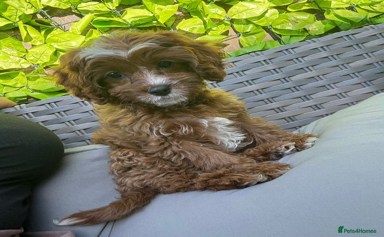 Cavapoo dogs - Advert 2
