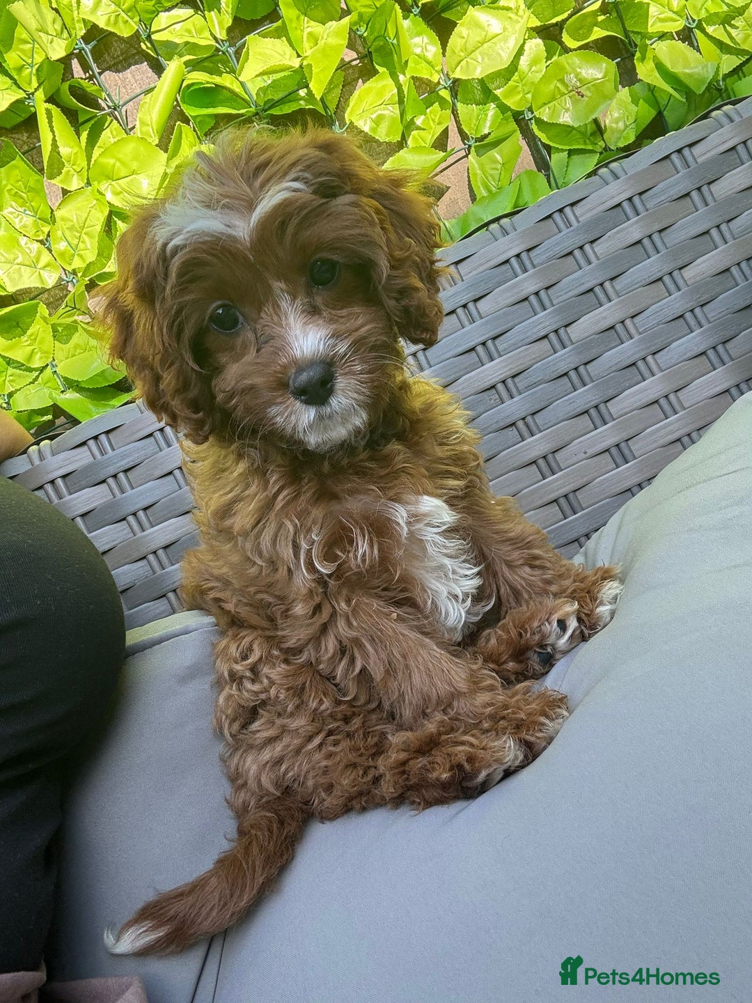 Cavapoo dogs for sale: Beautiful female cava poo - Image 1