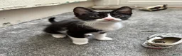 Mixed Breed cats for sale: 1 male boy  - Advert 3