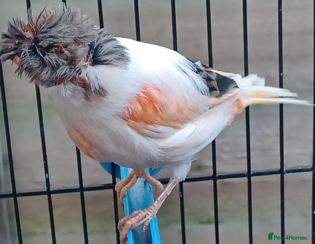 Canaries birds for sale: HARLEQUIN RED FACTOR PORTUGUESE CREASTED  - Advert 13