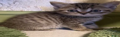     Golden British Shorthair Girl