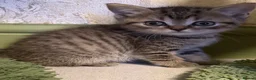 British Shorthair cats for sale: Beautiful British Shorthair Kittens  - Advert 15