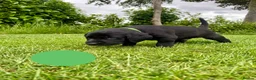 Labrador Retriever dogs for sale: KC Registered Labrador Retriever - 2 girls & 1 boy - Advert 4
