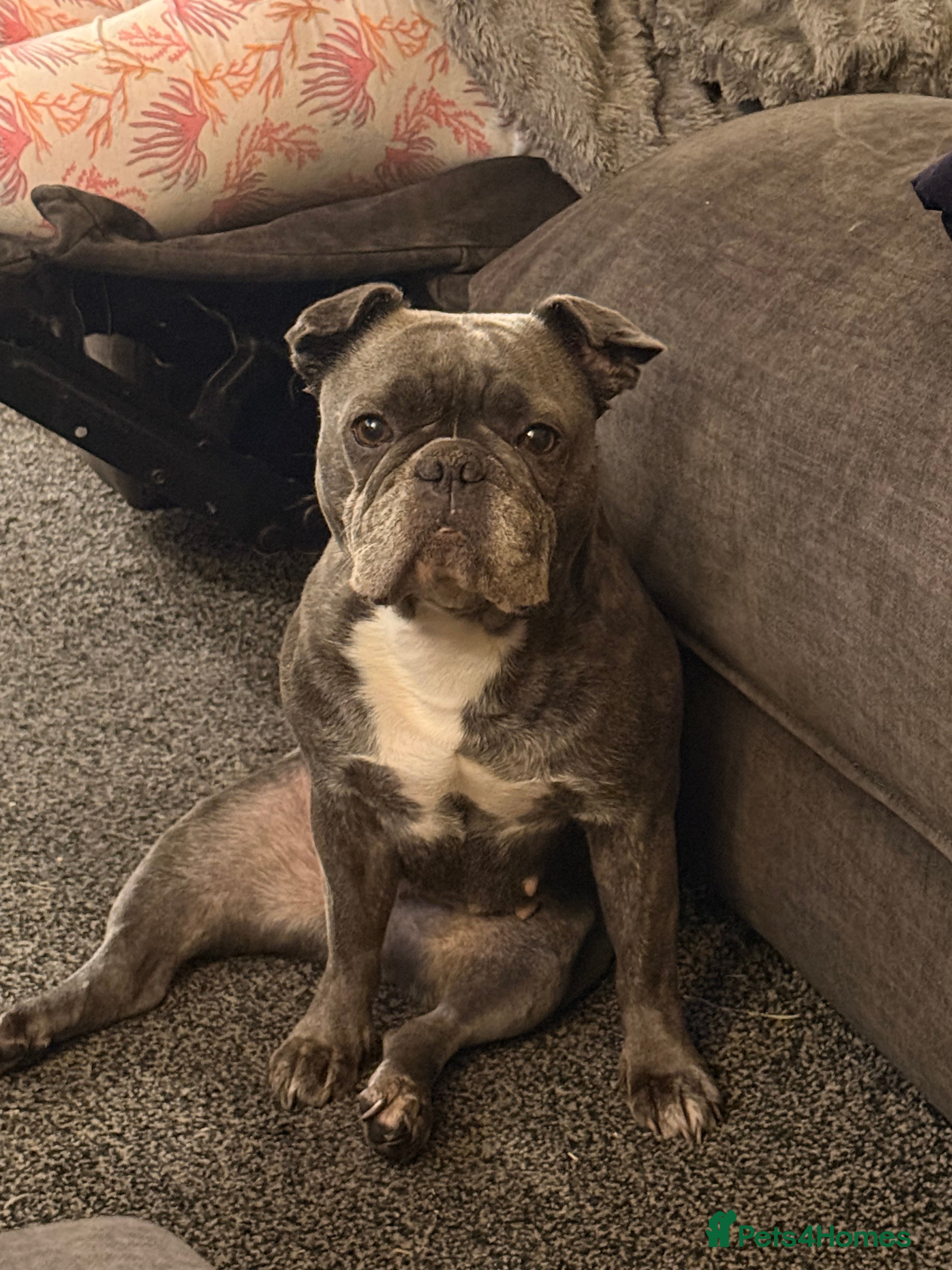 Frug dogs NOT PUPPY. 7 YEAR OLD FRUG  - Advert 1