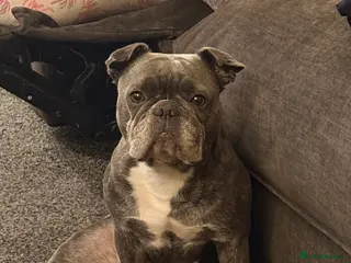 Frug dogs NOT PUPPY. 7 YEAR OLD FRUG - Advert 1