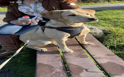 Labrador Retriever dogs for sale: Our perfect Labrador retriever - Image 1