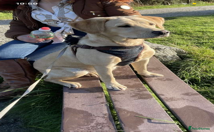 Labrador Retriever dogs - Advert 1