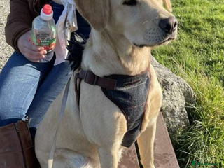 Labrador Retriever dogs - Advert 15