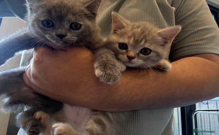 British Shorthair cats - Advert 7