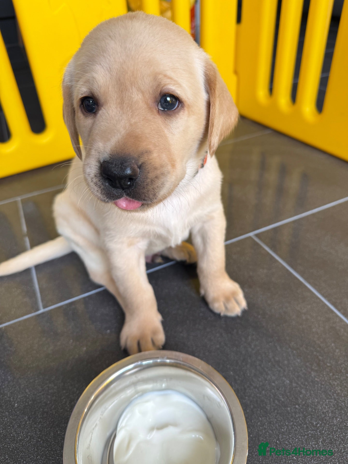 Labrador Retriever dogs Exceptional Health-Tested Purebred Labrador Puppys - Advert 2