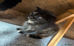 Mixed Breed cats for sale: Maine Coon mix  - Image 5
