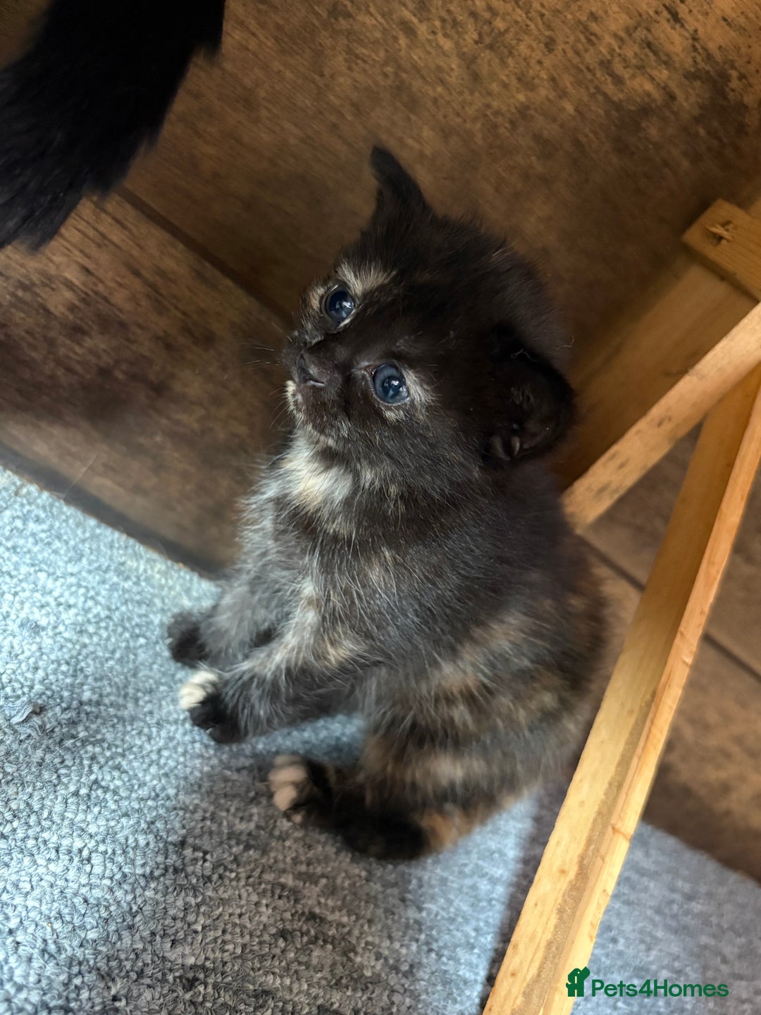 Mixed Breed cats for sale: Maine Coon mix  - Image 5