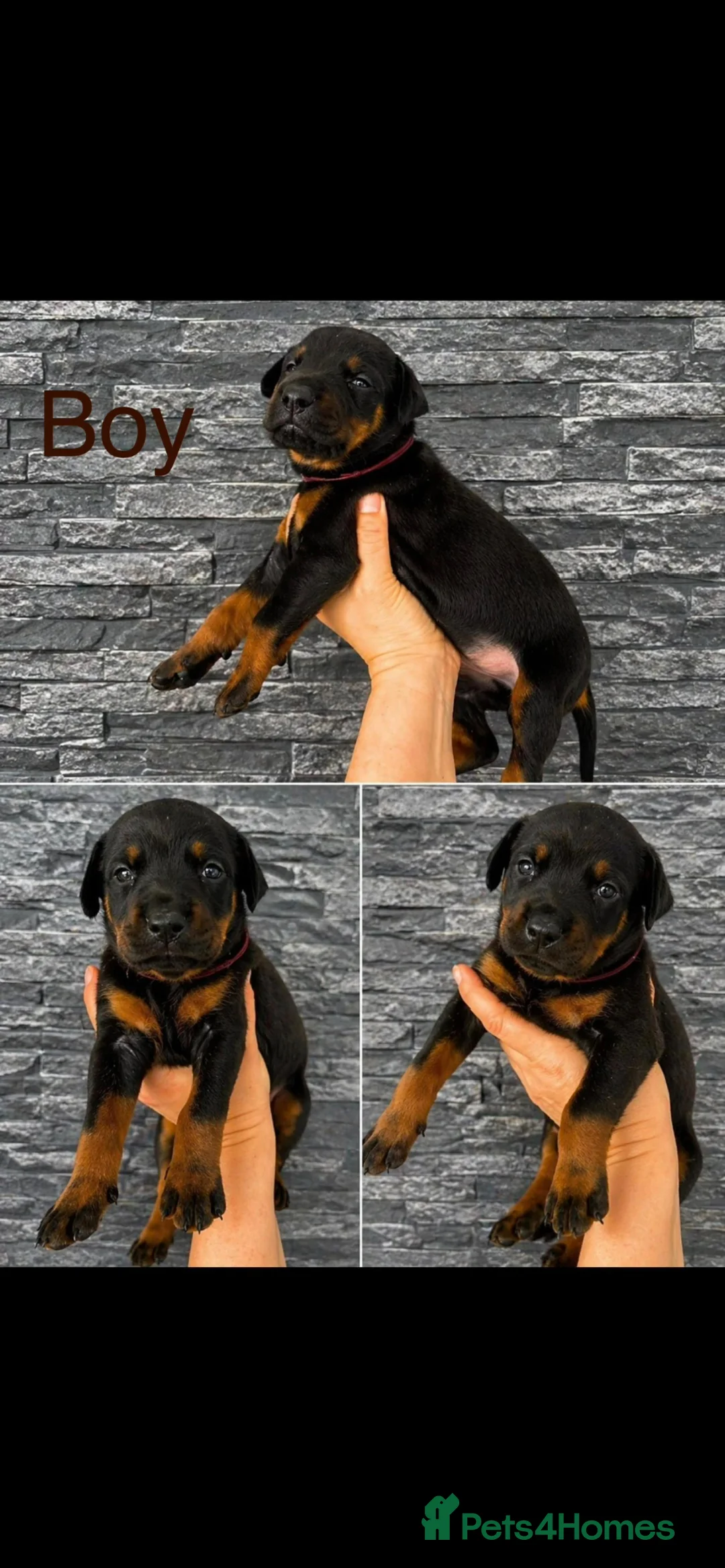 Dobermann dogs for sale: Doberman puppies - Advert 18