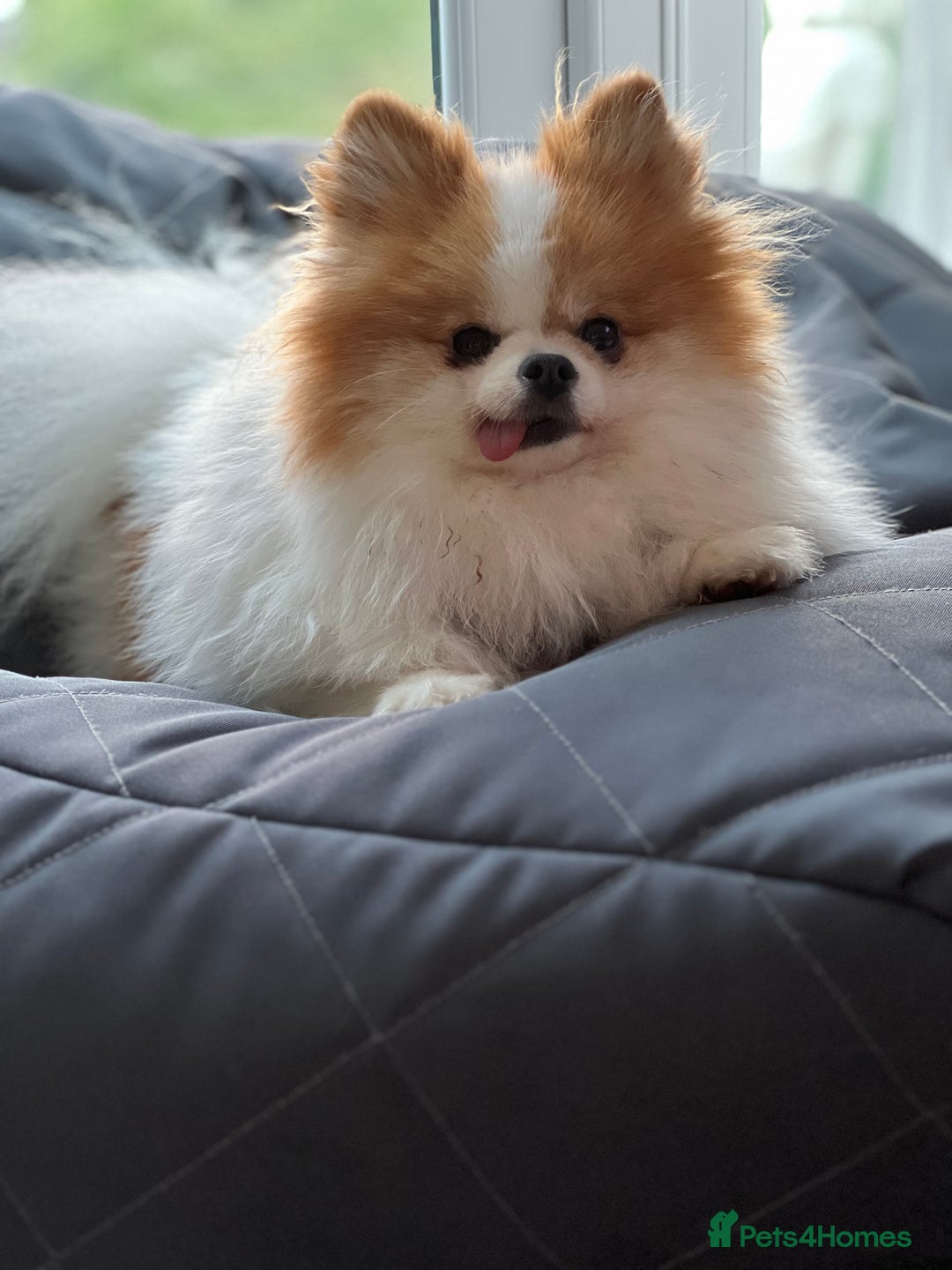 Pomeranian dogs for sale: Pomeranian for forever home  - Image 3