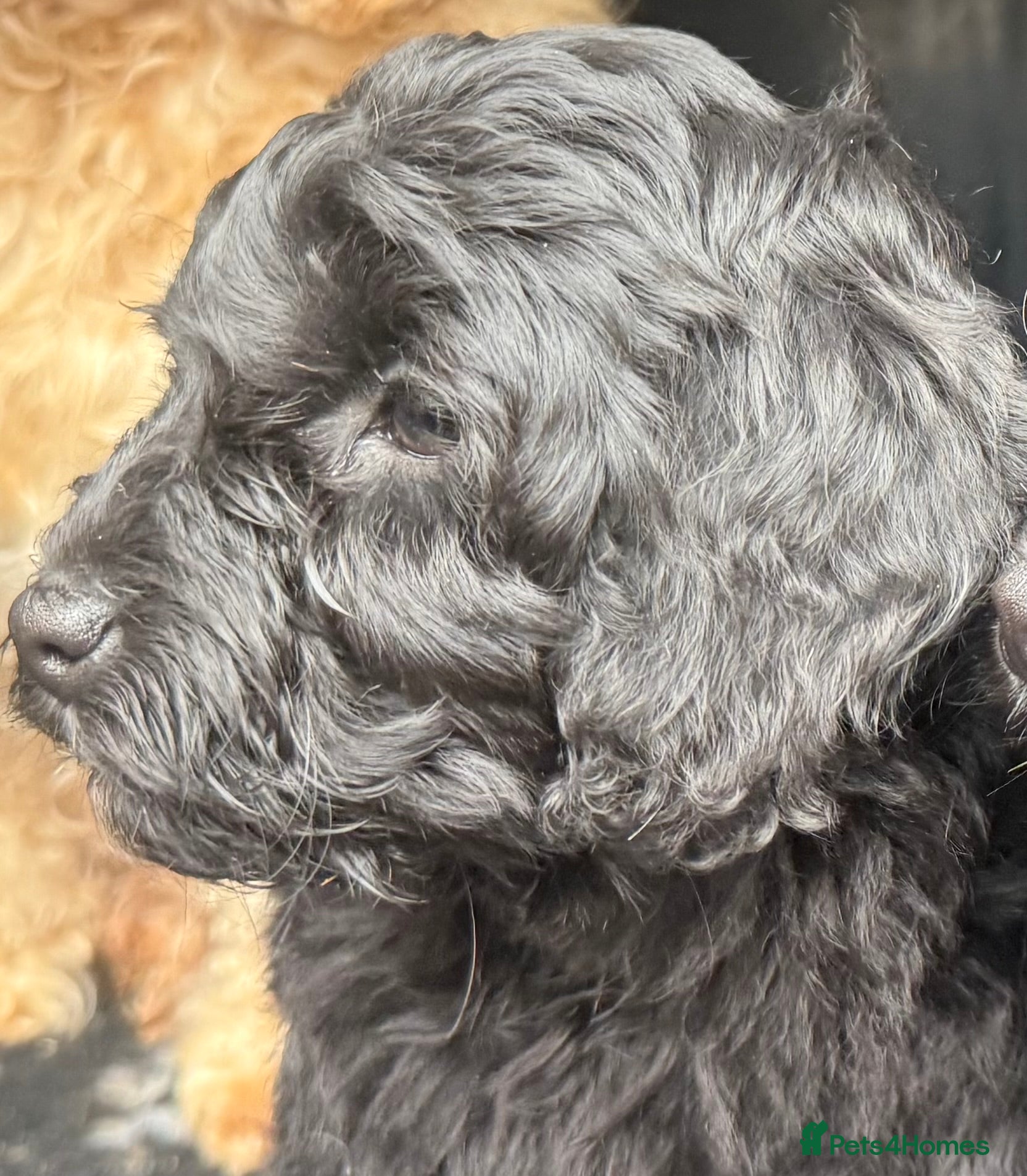 Cockapoo dogs Stunning Cockapoo Puppies: Merle Apricot and Black - Advert 2