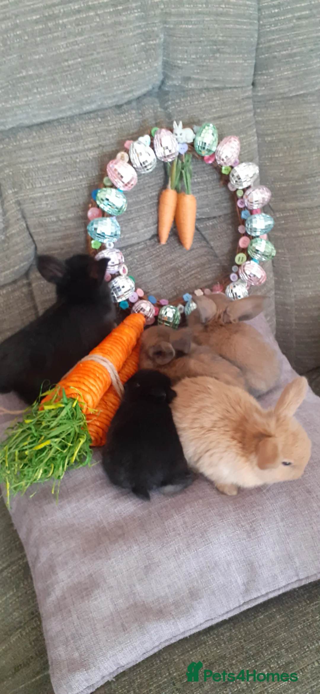 Mini Lop rabbits for sale: X4 pure mini lops in Leyland - Advert 1