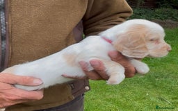 Cocker Spaniel dogs for sale: KC Reg Working Cocker spaniel puppies roan - Image 28