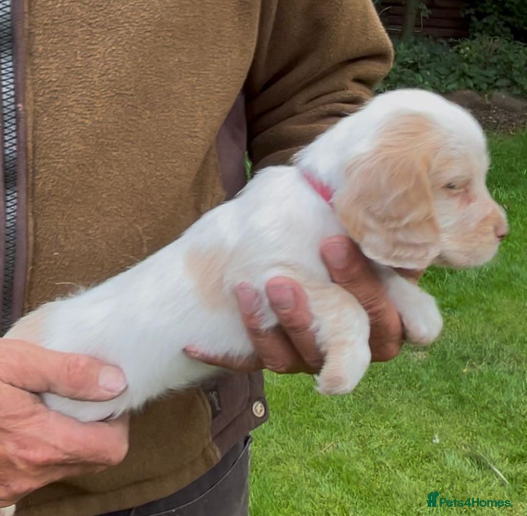 Cocker Spaniel dogs for sale: KC Reg Working Cocker spaniel puppies roan - Image 28