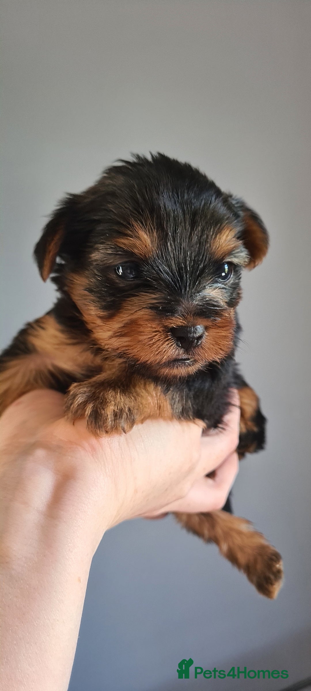 Yorkshire Terrier dogs for sale: Tiny beautiful Yorkshire Terrier - Image 12