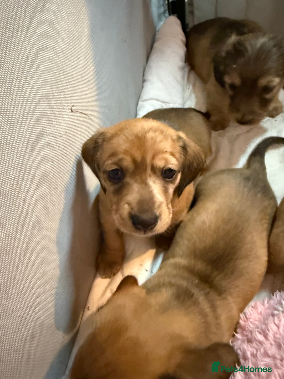 Miniature Dachshund dogs for sale: Four beautiful miniature dachshund  - Advert 20