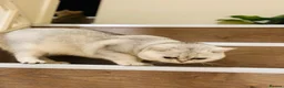 British Shorthair cats for sale: British shorthair kittens  - Advert 9