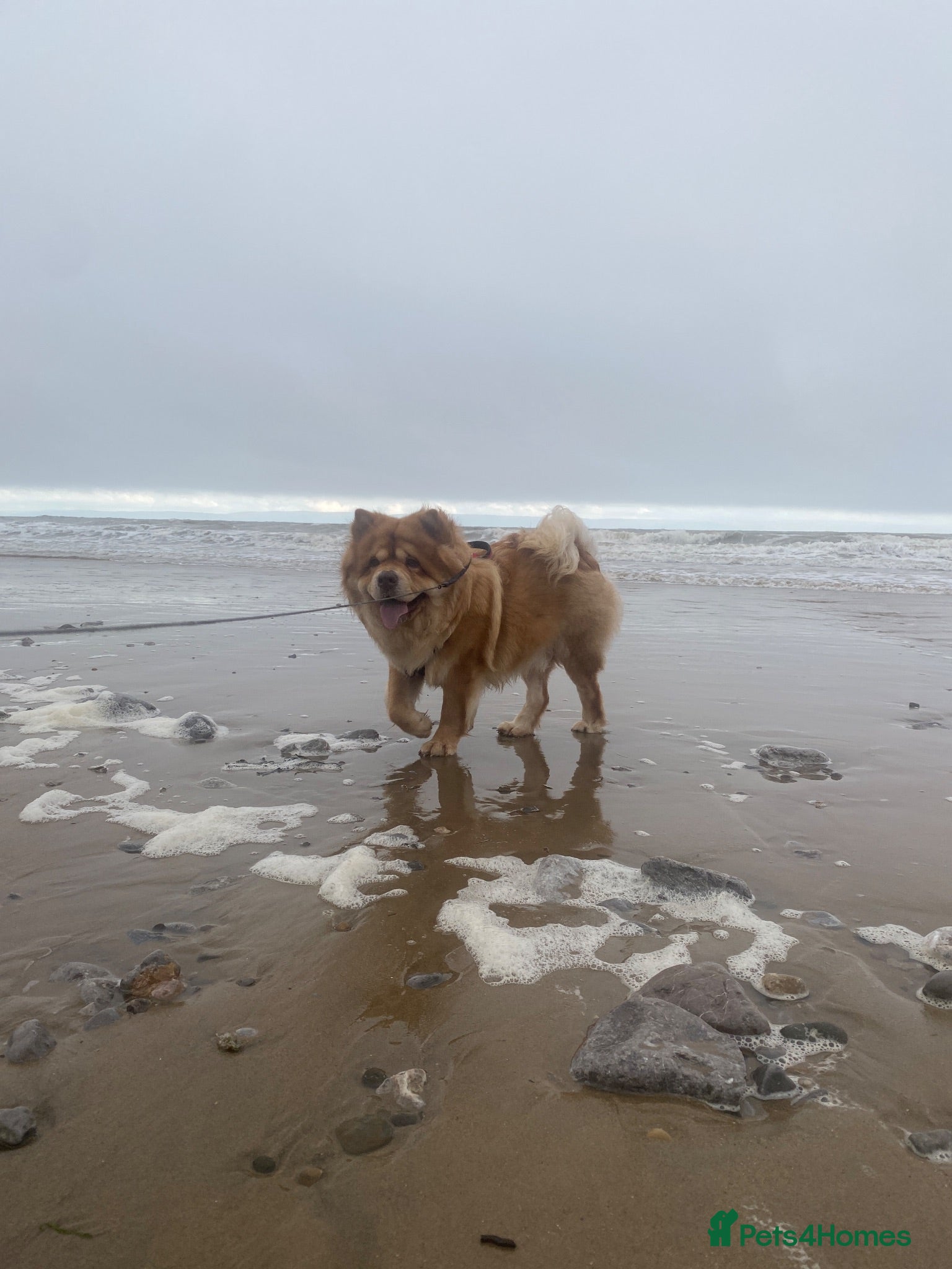 Chow Chow dogs 3 years old chow chow available for adoption - Advert 1
