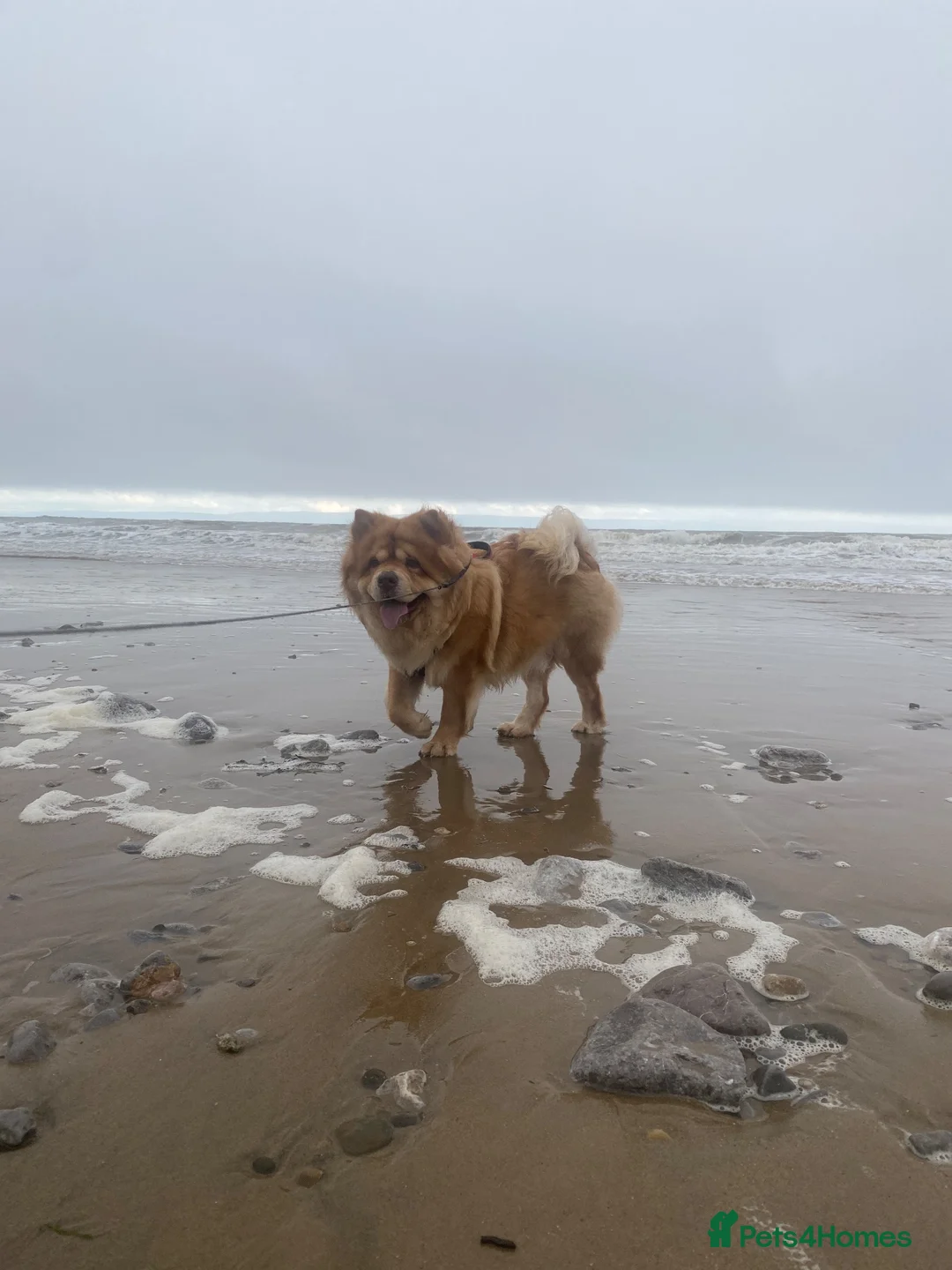 Chow Chow dogs for sale: 3 years old chow chow available for adoption - Advert 1