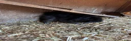 Guinea Pig rodents for sale: Guinea pig for sale  in Erith - Advert 7