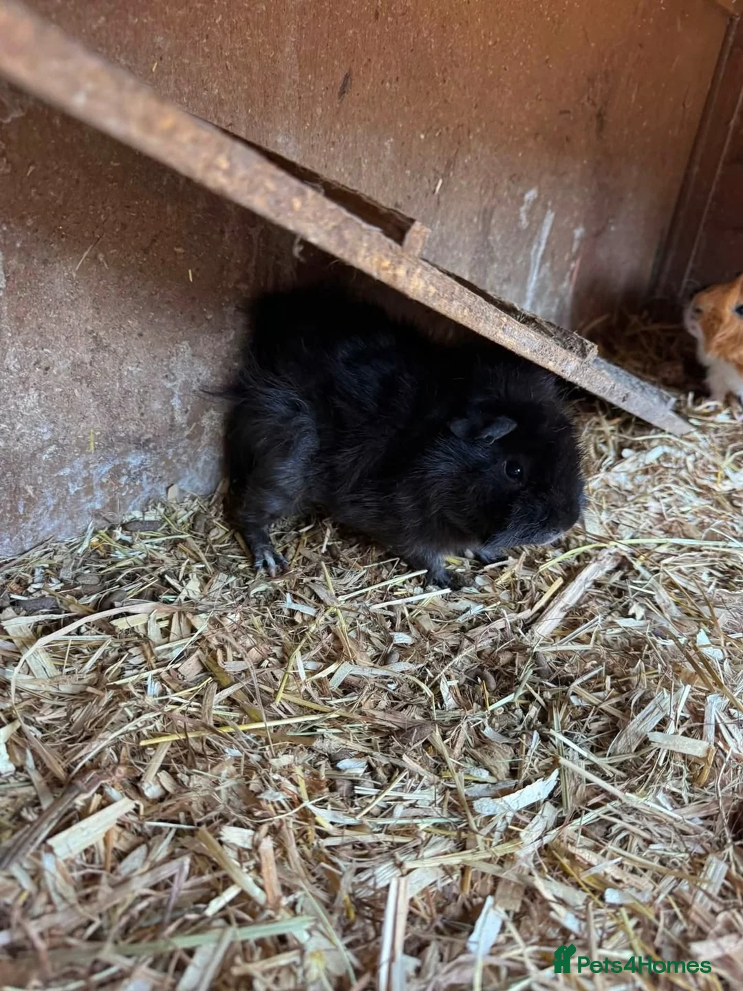 Guinea Pig rodents for sale: Guinea pig for sale  in Erith - Advert 7