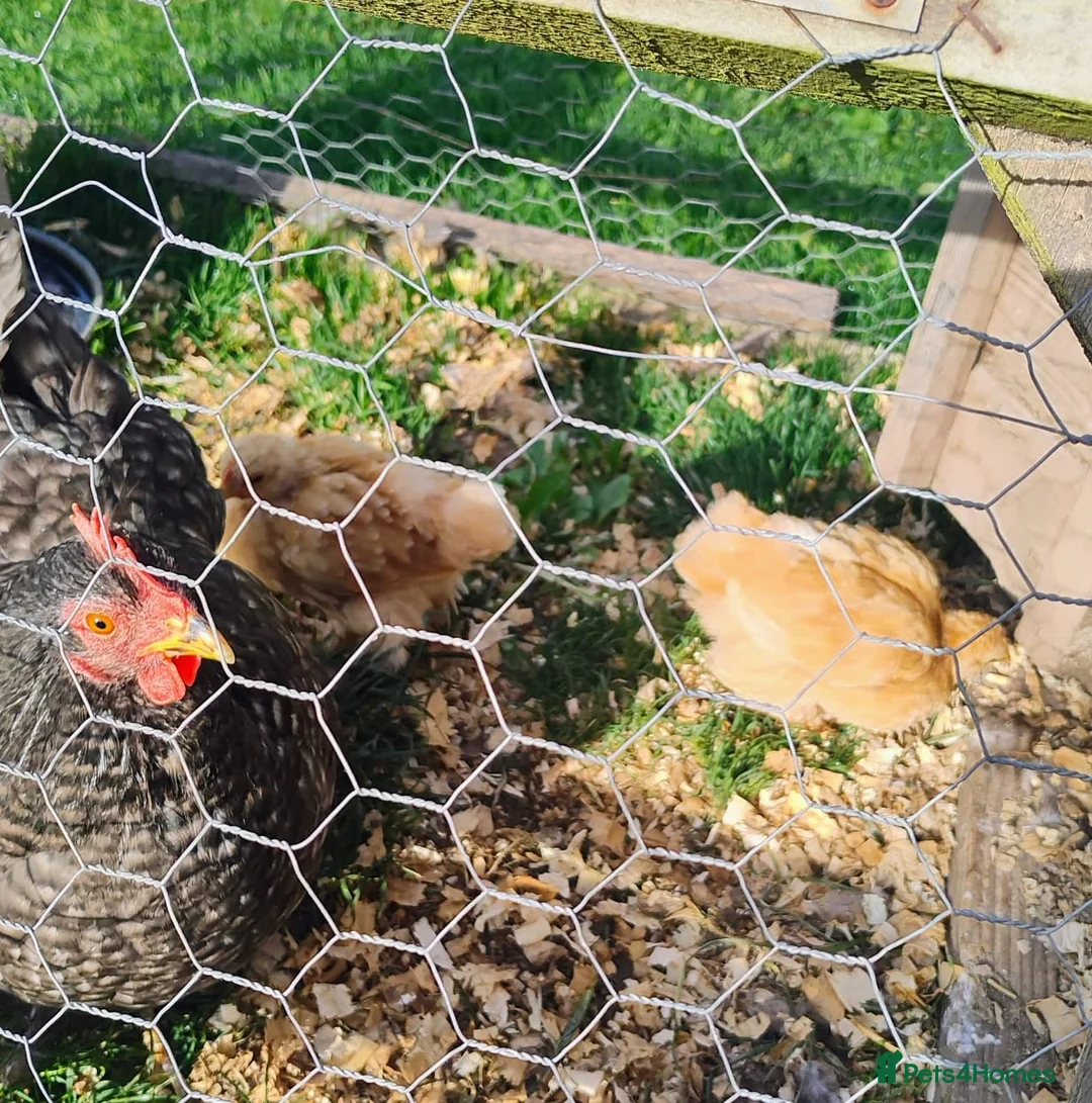 Chickens poultry for sale: 2 baby golden pekin bantams.£10 each in Kington - Advert 4