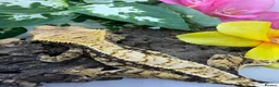 Gecko reptiles for sale: Crested gecko collection for sale  - Advert 14