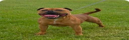 Staffordshire Bull Terrier dogs for sale: Red Staffordshire bull terrier pups in Immingham - Advert 2