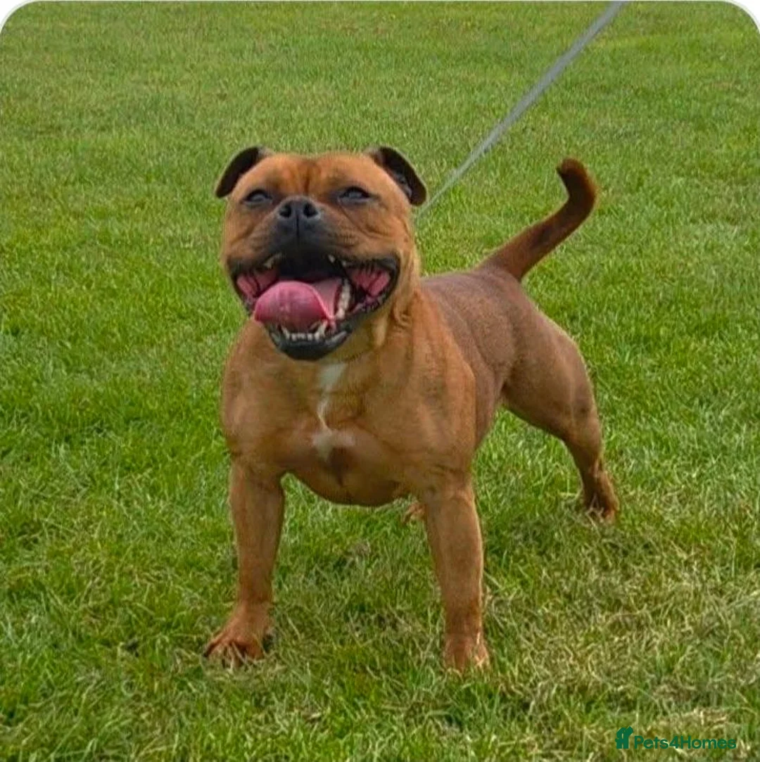 Staffordshire Bull Terrier dogs for sale: Red Staffordshire bull terrier pups in Immingham - Advert 2