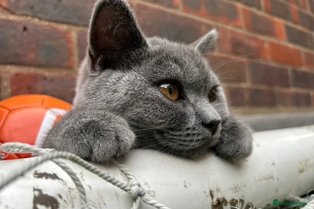 British Shorthair cats for sale: Beautiful Darla. Blue British Shorthair Girl - Advert 1